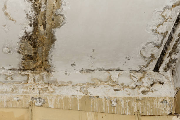Best Basement Mold Removal  in Wilder, KY