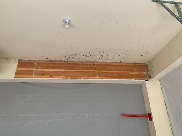 Best Post-Remediation Verification Testing  in Wilder, KY
