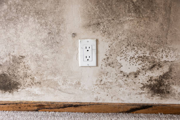 Professional Mold Removal in Wilder, KY