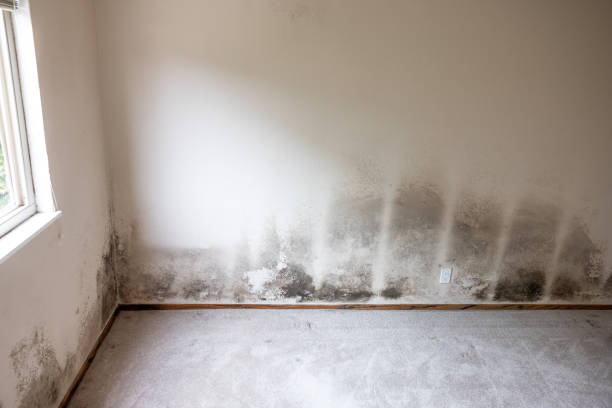 Best Biohazard Mold Removal  in Wilder, KY