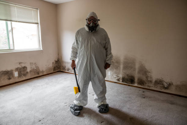 Best Attic Mold Removal  in Wilder, KY